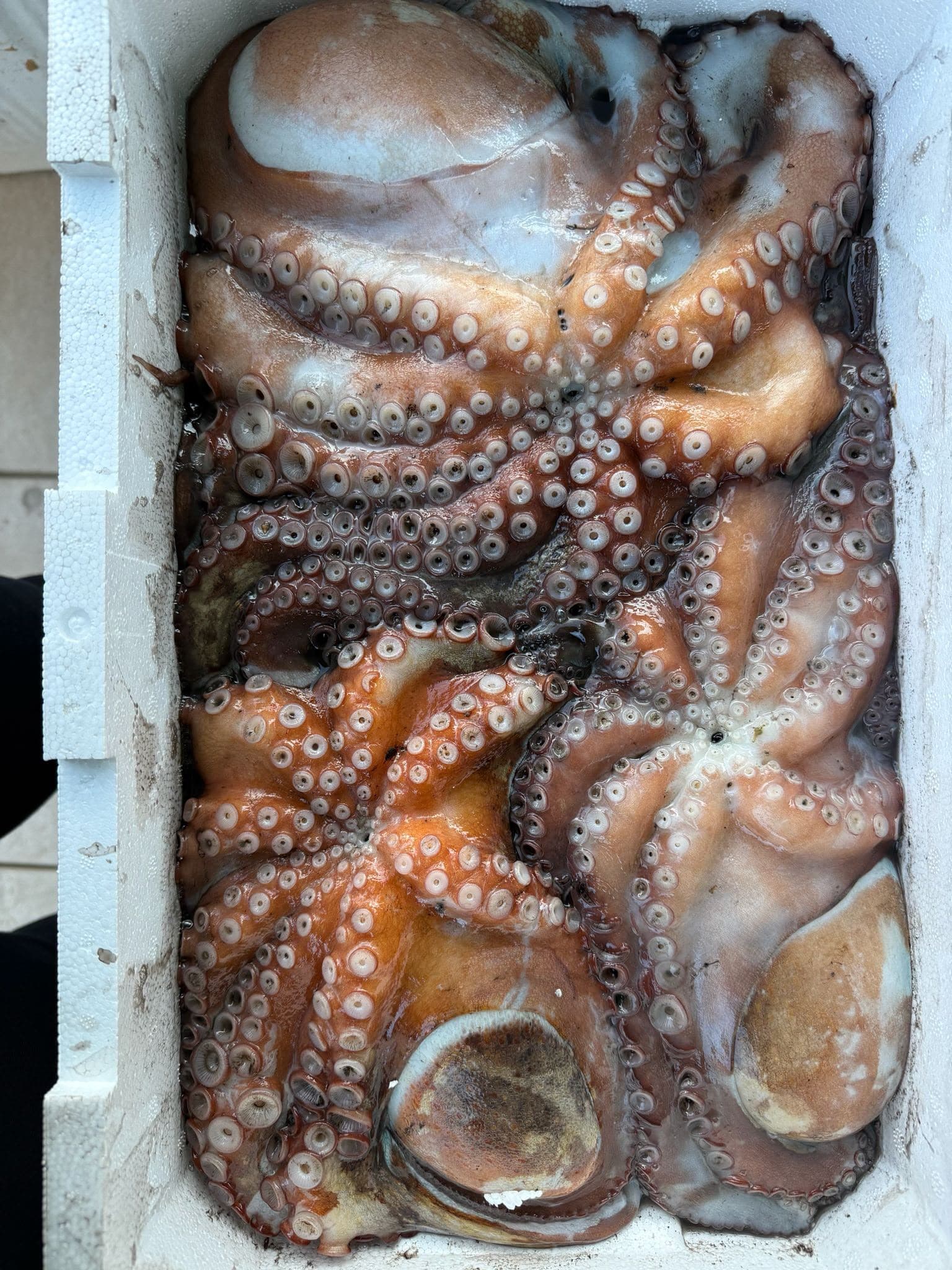Polpi freschi in dettaglio